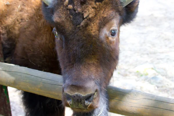 Sıcak bir yaz gününde bizon. Vahşi hayvan.