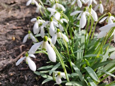 Ormanda, açık havada, beyaz ilkbahar kardelen çiçekleri