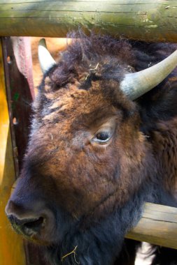 Sıcak bir yaz gününde bizon. Vahşi hayvan.