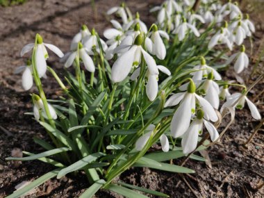 Ormanda, açık havada, beyaz ilkbahar kardelen çiçekleri