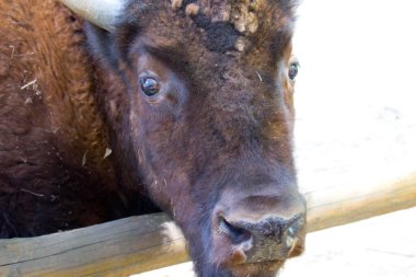 Sıcak bir yaz gününde bizon. Vahşi hayvan.