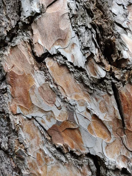 Getextureerde Schors Van Een Boom Houten Textuur — Stockfoto