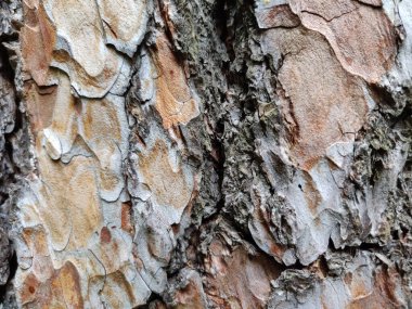 Ağaç kabuğu. Ağaç kabuğu desenli. Ahşap doku