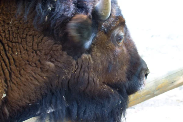 Bison Par Une Chaude Journée Été Animaux Sauvages — Photo