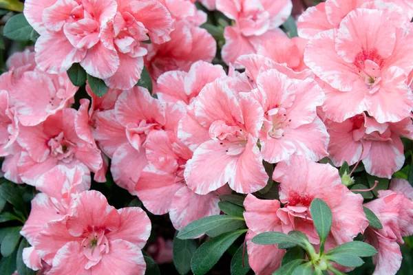 Azalea Blomma Blommar Ren Parken — Stockfoto