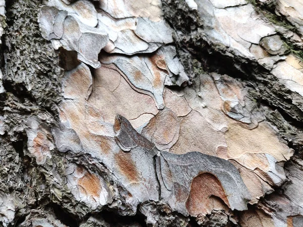 Ξεφλουδισμένος Φλοιός Δέντρου Ξύλινη — Φωτογραφία Αρχείου