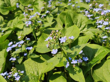 Alpestris çiçeğinin yer aldığı myosotis bitkisi. Myosotis 'in botanik ailesi boraginaceae' dir.
