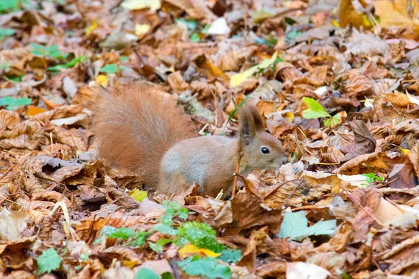 秋の公園の赤いリス — ストック写真