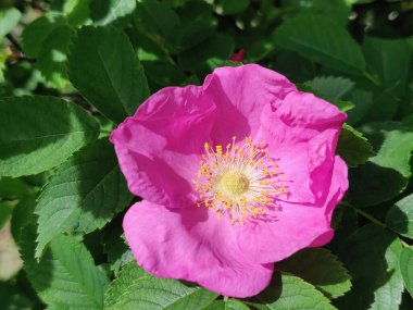 Kuşburnu bush ile pembe çiçek mayınları