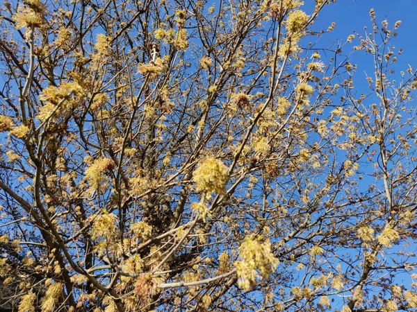 Érable Fleurit Printemps Dans Parc — Photo