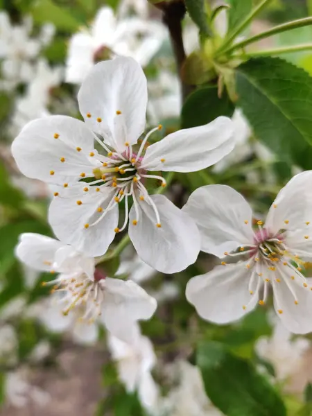 春の美しい白い梨の花 — ストック写真