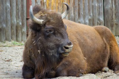 Sıcak bir yaz gününde bizon. Vahşi hayvan.