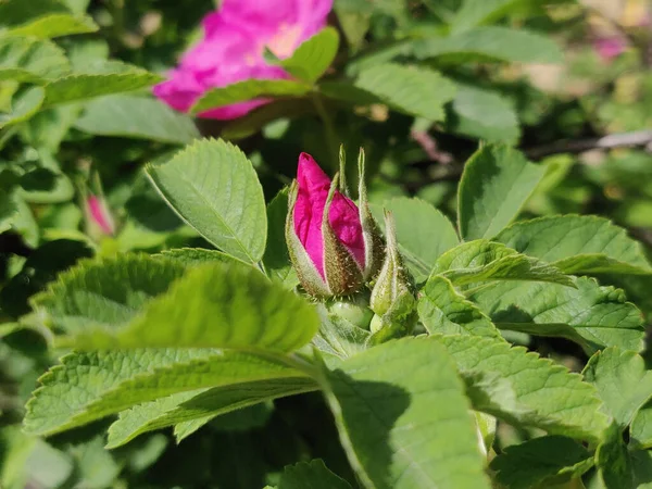 Rose Hip Bush Strewn Pink Flowers — Stock Photo, Image