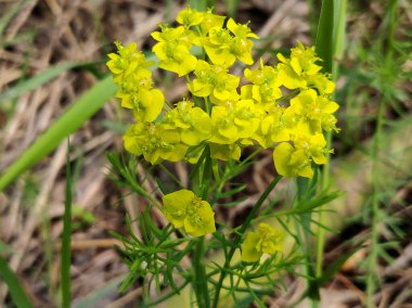 Euphorbia siparissias. Bir bitkinin tomurcuklanması. Cypress spurge, Euphorbia familyasından bir bitki türü.