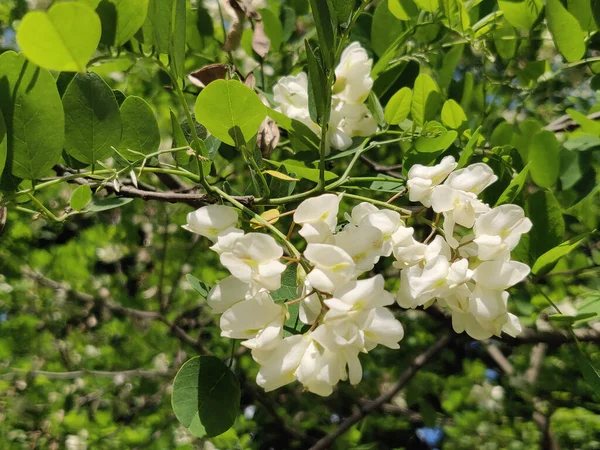 Bílé Akátové Květy Akátového Stromu Zblízka — Stock fotografie