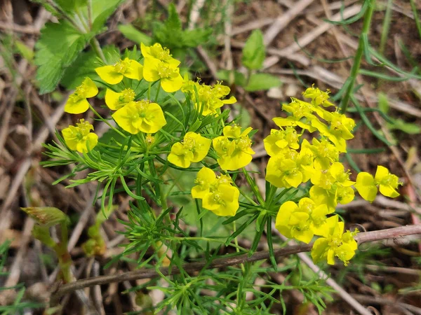 Euphorbia siparissias. Bir bitkinin tomurcuklanması. Cypress spurge, Euphorbia familyasından bir bitki türü.