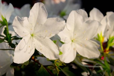 Azalea çiçeği parkta baharda çiçek açıyor.