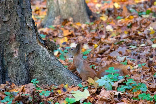 秋天公园里的红松鼠 — 图库照片