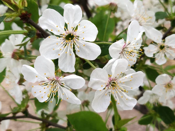 春の美しい白い梨の花 — ストック写真