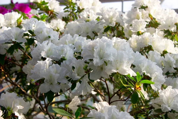 Azalea Blomma Blommar Ren Parken — Stockfoto