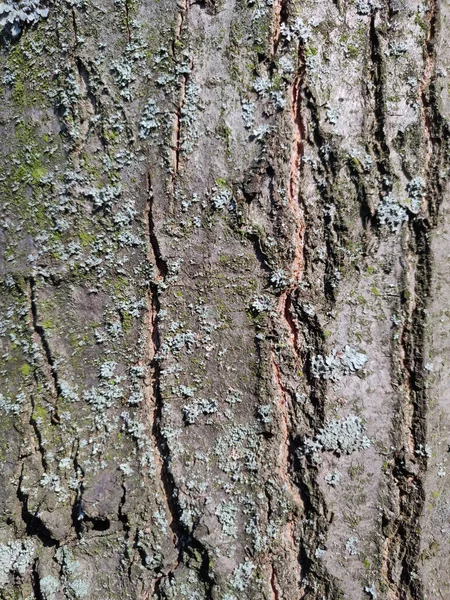 Getextureerde Schors Van Een Boom Houten Textuur — Stockfoto