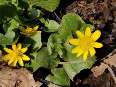 Ranunculus acris (çayır çiçeği, uzun düğün çiçeği, yaygın düğün çiçeği, dev düğün çiçeği) güzel sarı çiçek