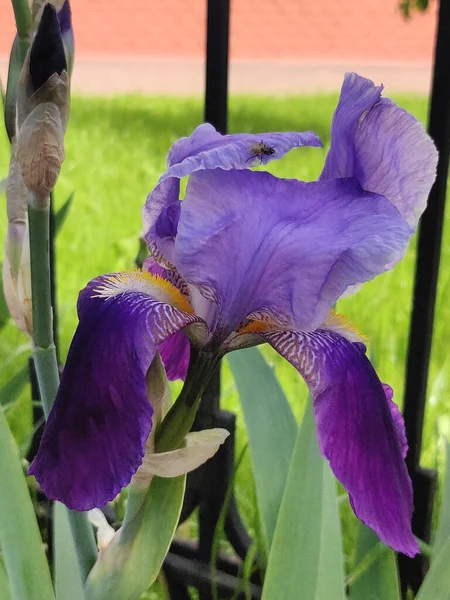 Närbild Vacker Iris Blommor Början Sommaren — Stockfoto