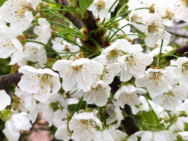 İlkbaharda güzel beyaz armut çiçekleri