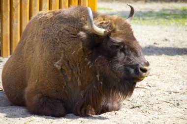 Sıcak bir yaz gününde bizon. Vahşi hayvan.