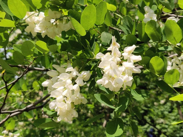 アカシアの木の白いアカシアの花 クローズアップ — ストック写真