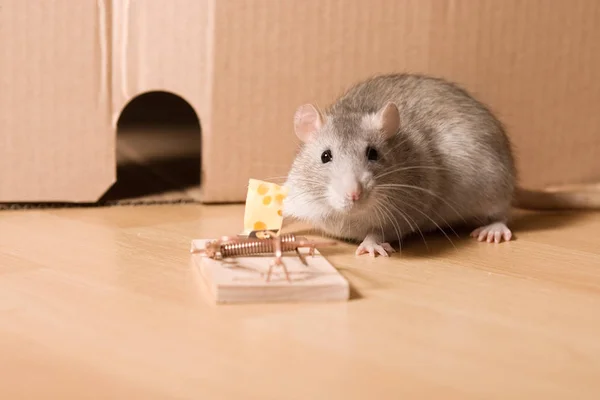 Rat and cheese in mousetrap — Stock Photo, Image