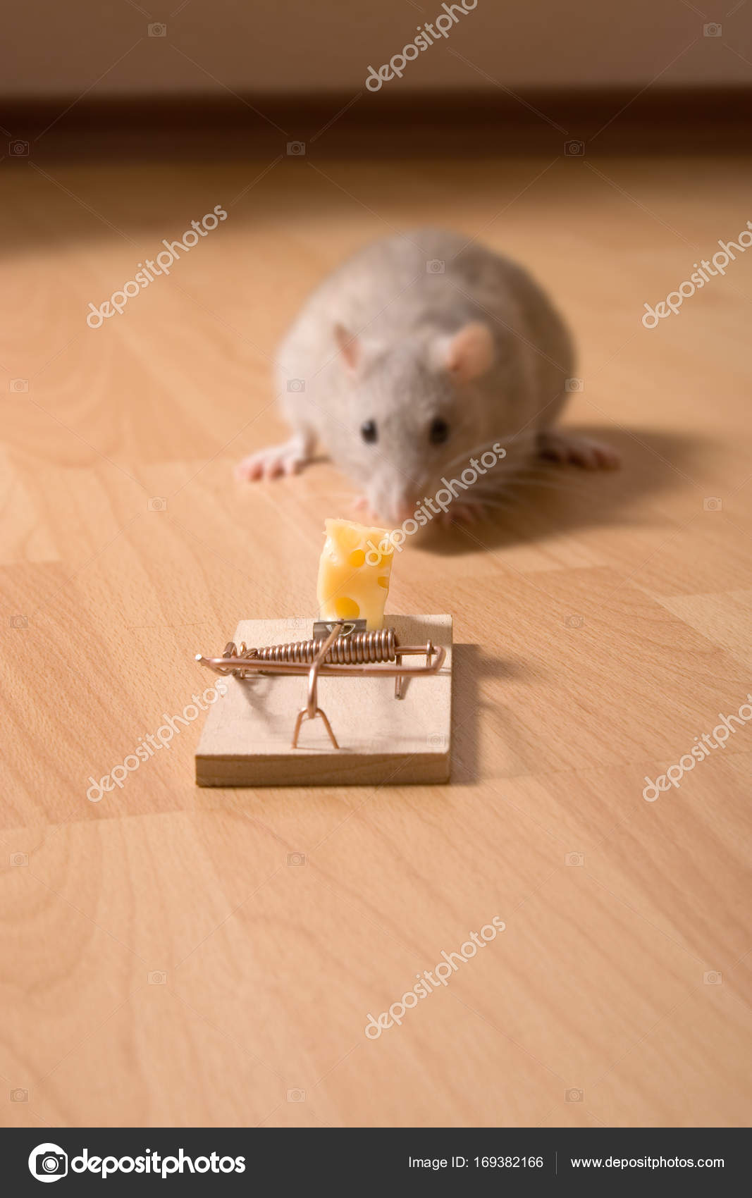 Rat and Mousetrap with Cheese, mouse trap Stock Photo by ©vladimirs  169382166