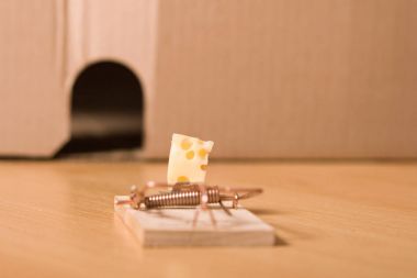 Sıçan deliği fare kapanı önü beyaz peynir