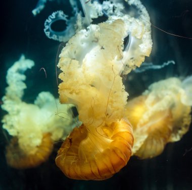 Deniz otu denizanası 