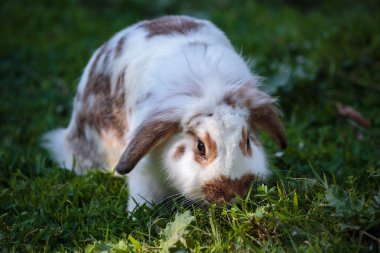 Sevimli beyaz kahverengi benekli tavşan