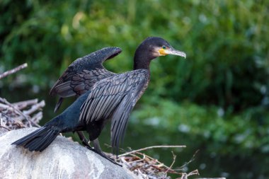 Kabuk üzerinde büyük karabatak 