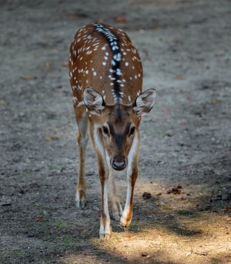 Güzel Chitalın geyik