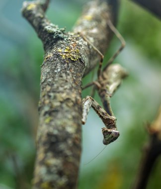 Camouflaged praying mantis clipart
