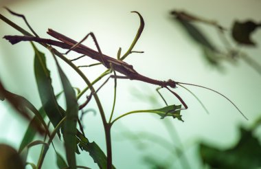 Stick insect on a plant clipart