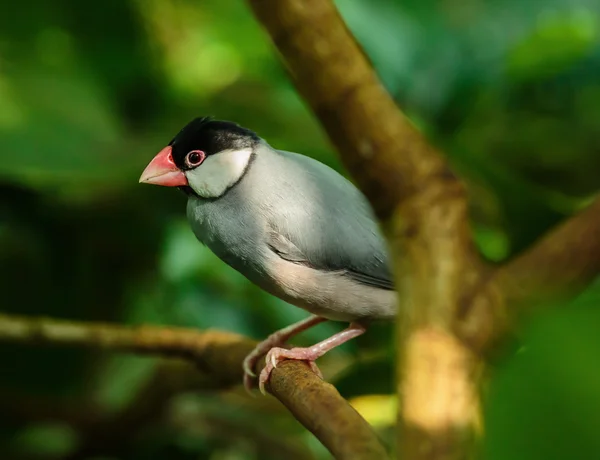 Java sparrow on a branch — Stock Photo, Image