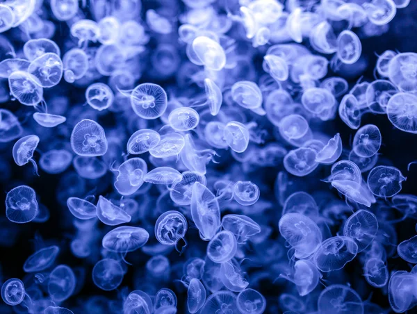 Group of jellyfish  drifting — Stock Photo, Image