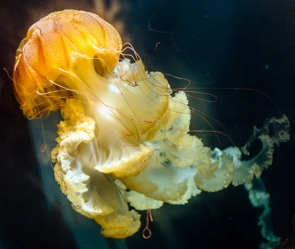 Medusas de urtigas marinhas — Fotografia de Stock