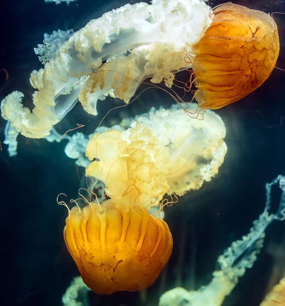 Meduse di ortica di mare — Foto Stock