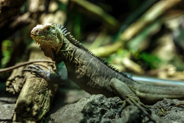 Una piccola iguana in primo piano — Foto Stock