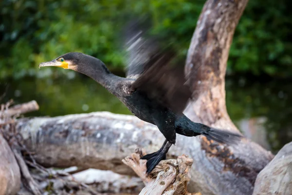 Gran cormorán en la corteza — Foto de Stock