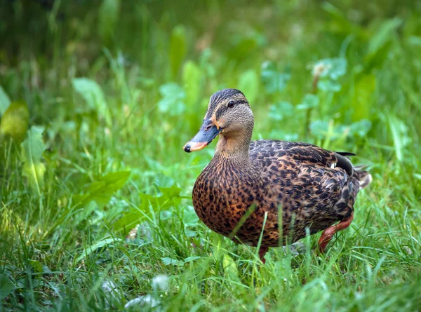 A brown duck walking — Stock Photo, Image