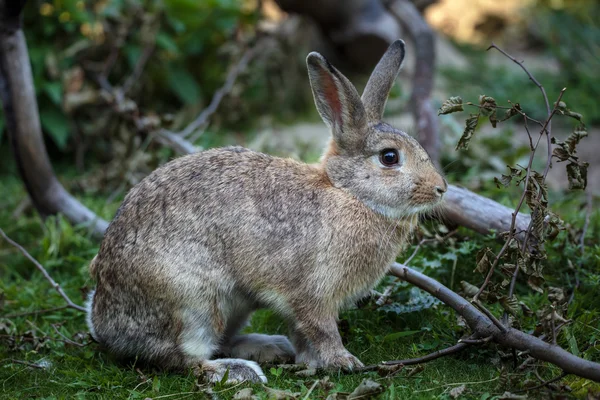 Hare on grass near the forest — Stock Photo, Image