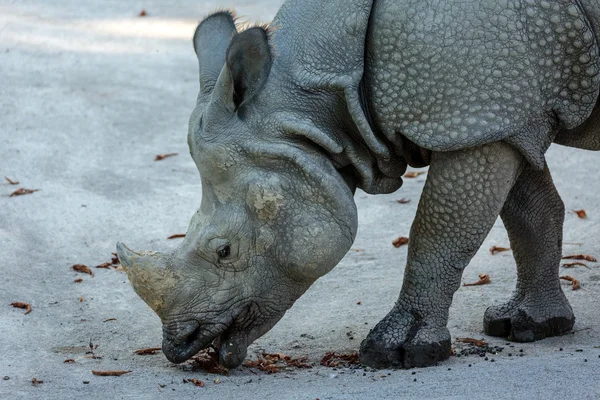 Perfil de un rinoceronte blanco —  Fotos de Stock