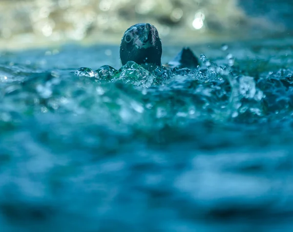 Pinguim africano nadando — Fotografia de Stock