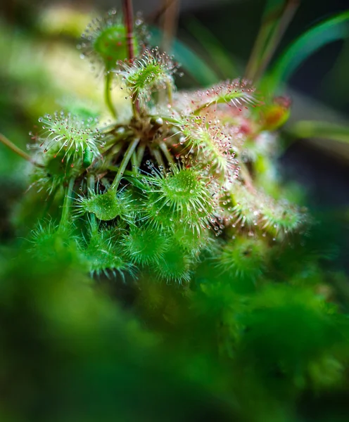 食虫植物サンデュー花 — ストック写真